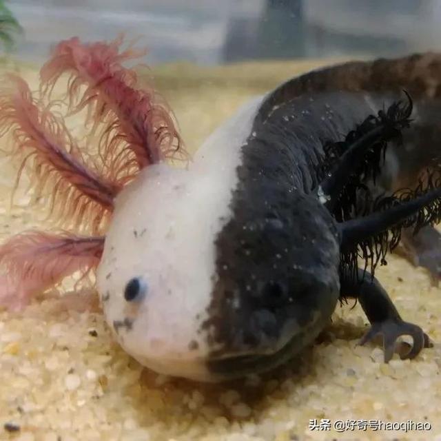 六角恐龙鱼怎么养,六角恐龙鱼(六角恐龙鱼怎么分公母)