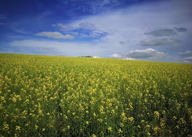 油菜花开的季节，适合家庭室内养的花与绿植（2019年全国油菜花开放时间表）