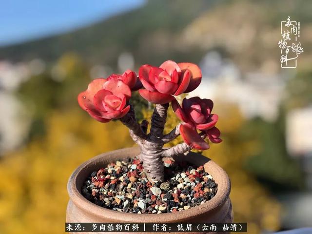 很丧很失望——低眉.，皱着眉头哭丧（陪你度过寒冷的圣诞平安夜图片）