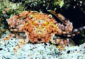 梭子是什么样的，梭子是啥玩意儿（生物相册•散落全世界的远亲）