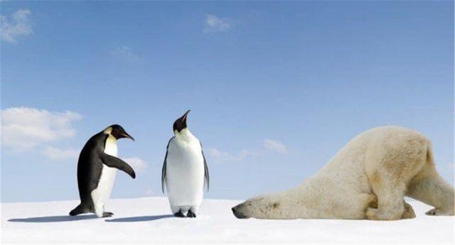 企鹅只生活在南极吗，企鹅只生活在南极吗（当年放养北极的69只企鹅）