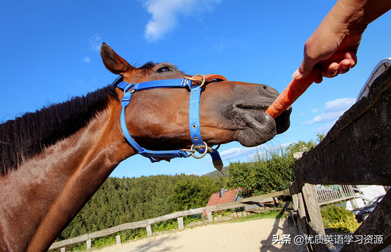horses怎么读，horses发音（英语原版阅读：Horses）