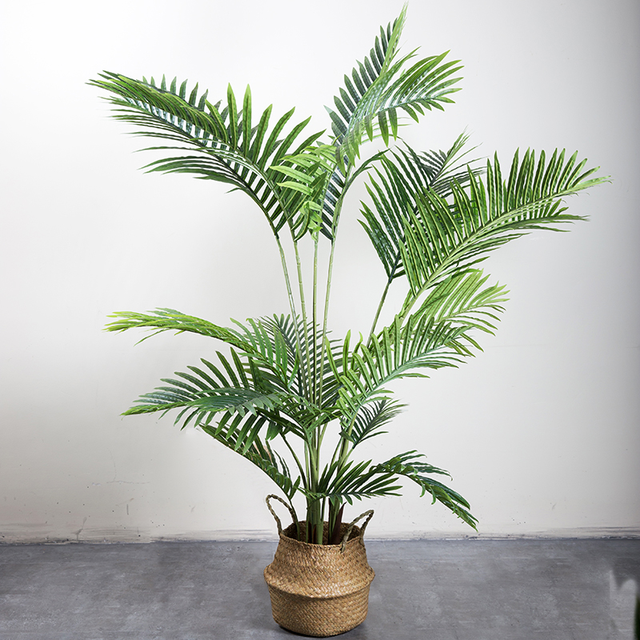 凤尾竹图片，袖珍椰子、散尾葵、蒲葵、棕竹、凤尾竹的区别辨识