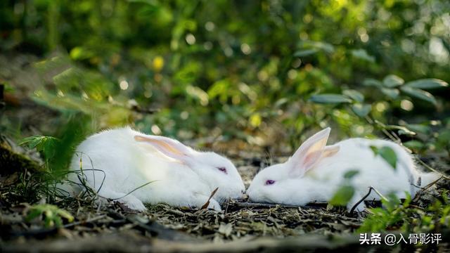 忘羡塞莲子，忘羡七夕莲子全（《陈情令》忘羡之携手篇4）