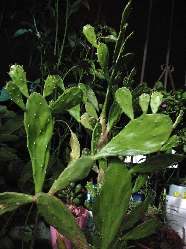 仙人掌的精神品质，描写仙人掌的优美句子（养“仙人掌”有窍门）