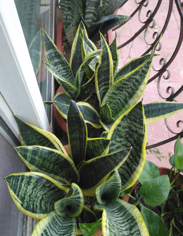 1823是什么意思，1823是什么意思肖战（其实跟兰花没一毛钱关系）