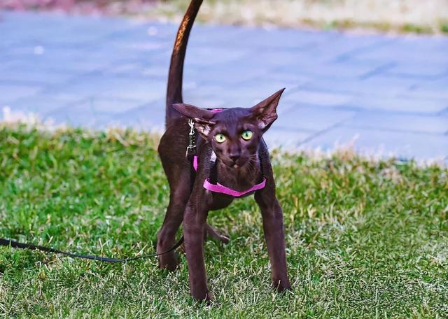 猫的所有种类，猫的所有种类及图片（30种知名的猫咪，你都认识吗）