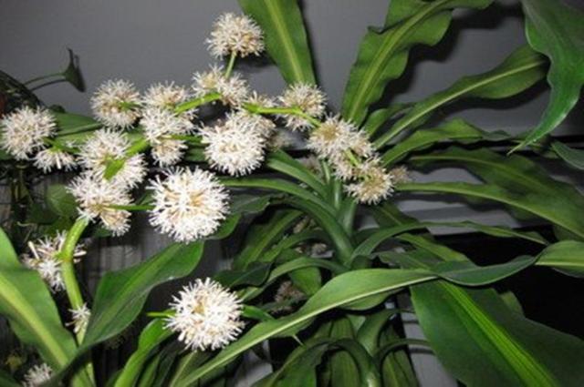 巴西木摆放禁忌，巴西木摆放禁忌风水（巴西木的养植特点和禁忌）