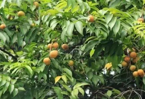 如何腌制仁面,仁面果的腌制方法(人面子丨小时候爷爷家里的凉果)