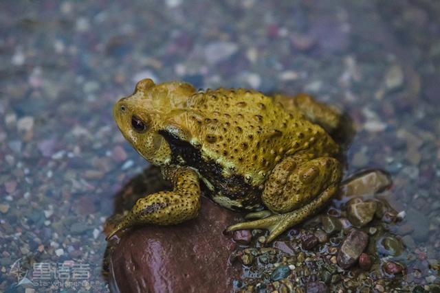 张家界的西边是哪里，张家界另一半的美——天外奇石坠人间
