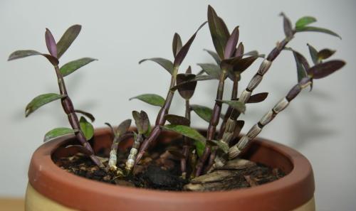 石斛兰，当成盆景观赏也不错（石斛兰的养殖方法）