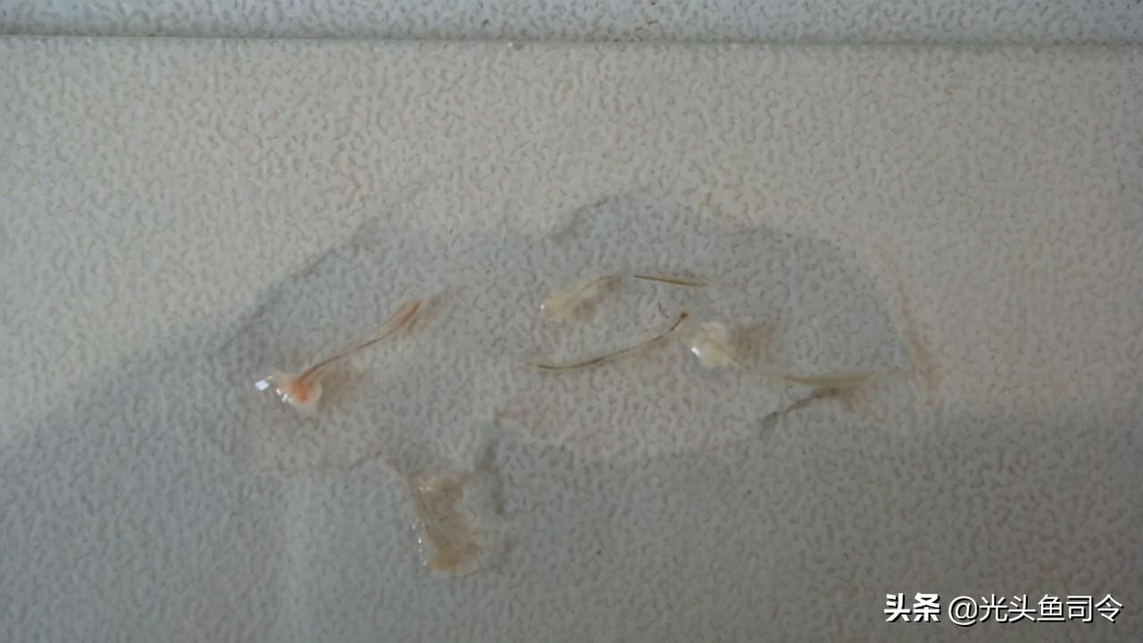 鱼生寄生虫(顺德鱼生寄生虫)