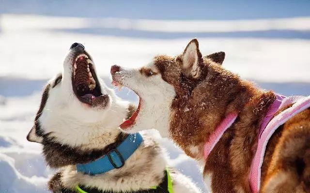 狗狗换牙顺序图解，狗狗的换牙期一般在几个月（狗狗换牙小知识，你知道几个）