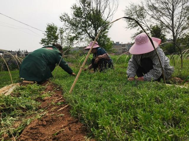 一抹香是什么植物，一抹香对应什么属相（群众致富路又添一抹“香”）