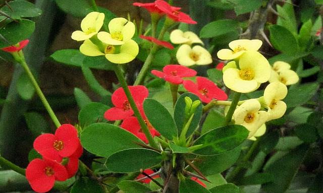 这6盆花专吃“病毒”，现在家家户户都在养（常见常养的6种“带毒花”）