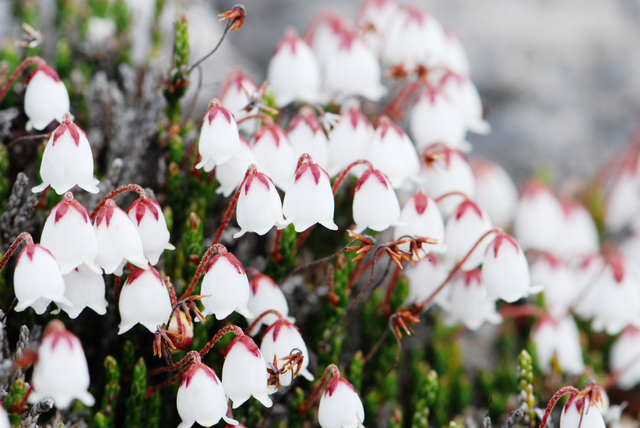石蕊是什么，石蕊是什么意思（你有秋裤羽绒服）