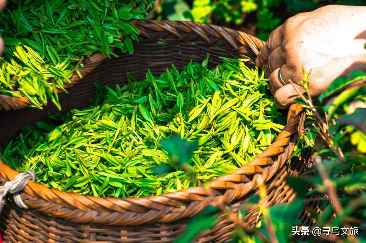 梅占茶的保健功效，梅占茶是什么茶（来一场寻茶之旅）