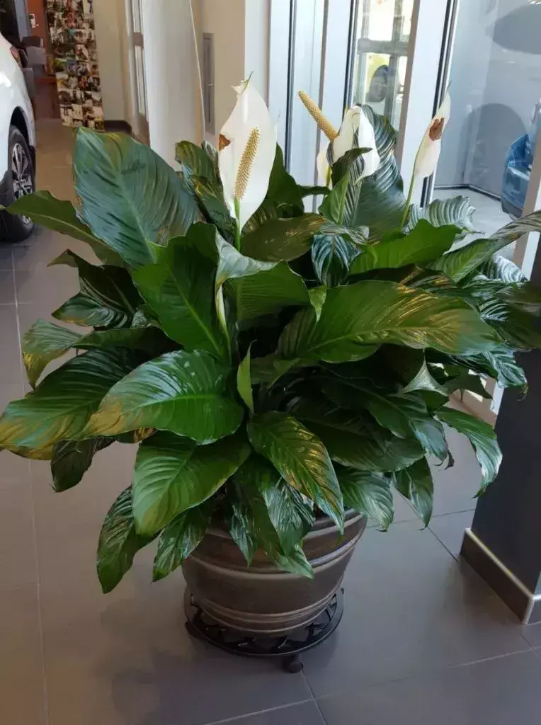家里面有甲醛如何去除？揭秘甲醛最怕三个克星植物 第3张