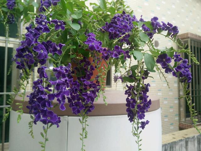 雨水是酸性还是碱性，正常雨水是酸性还是碱性（下雨多淋“雨水”）