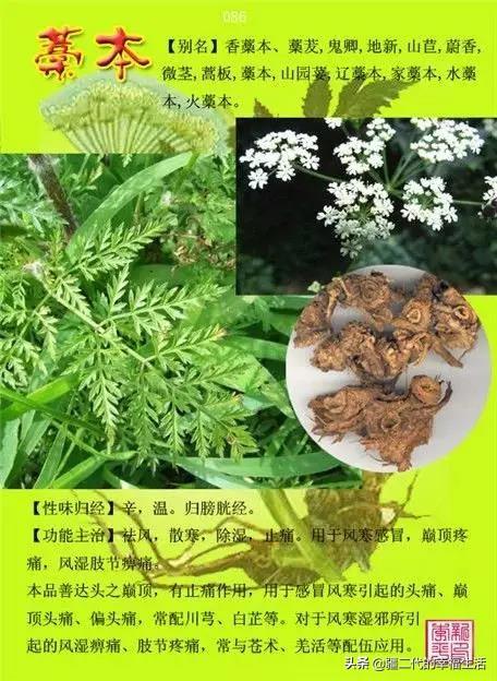 常见中草药图谱，中草药经典图谱（让你知道常用药都长啥样）