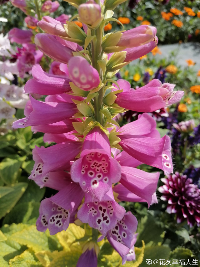 臭海棠花图片(开花之后"丑小鸭变天鹅")