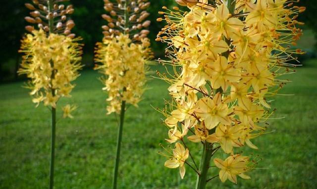 天堂鸟花语，天堂鸟花图片（你知道大自然中这些花的花语吗）