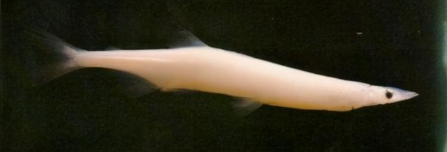 淡水观赏鱼种类，淡水观赏鱼的种类大全！（中国淡水观赏鱼图集<一>）