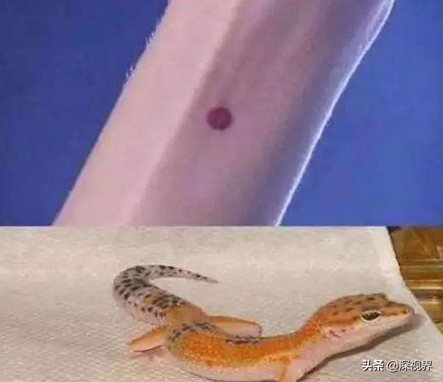 守宫是蜥蜴还是壁虎，为何会成为“五毒”之一