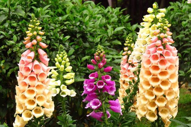 毛地黄是什么，毛地黄是什么科属（这花不养真的好亏）