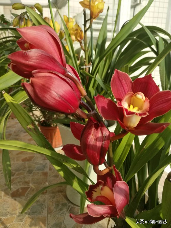 兰花花语，家里养盆大花蕙兰（蝴蝶兰花语）