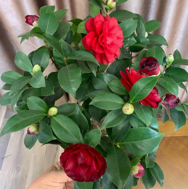 家里为什么不能养茶花，为什么院子里忌讳种茶花（躲开“三怕”）