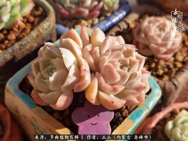 雪候鸟是什么意思，雪候鸟歌词表达什么意思（多肉于我从来不是锦上添花）