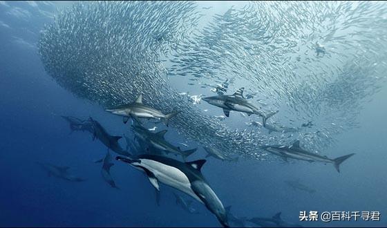 鲨鱼为什么不吃海豚，为什么鲨鱼不吃海豚（“鲨鱼不吃海豚”这样明显的谣言为何能甚嚣尘上）