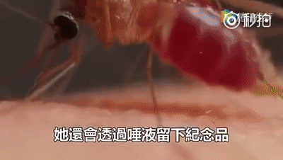 家有宝宝怎么驱蚊，家有宝宝驱蚊小妙招（真正有效的方法，只有这几种）