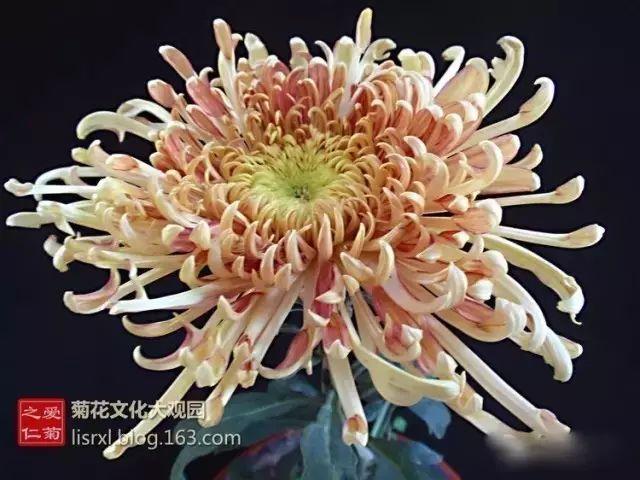 世界最美菊花80种太美了，金秋十月赏菊花——世界最美菊花80种送给您