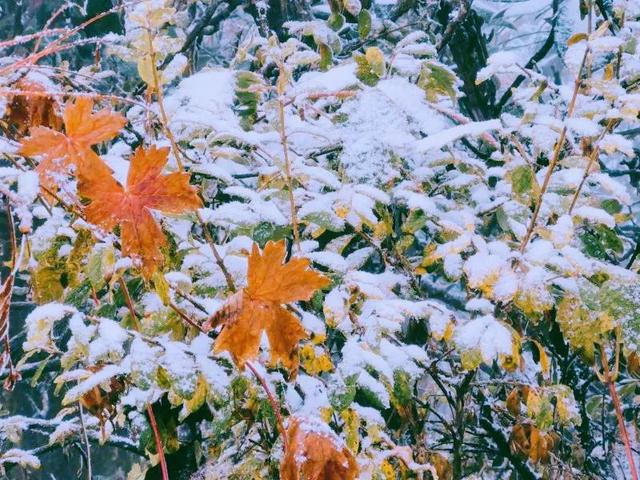 西岭雪山官网订门票，西岭雪山官网直播（含景区门票+交索往返）