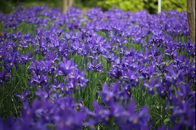 鸢尾花的寓意是什么，鸢尾花是什么含义（全球70000多个品种的这类植物原来都叫鸢尾）