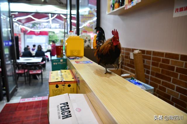 鸡的寓意和象征，鸡的象征意义（火锅店前台养活鸡当“招财鸡”）