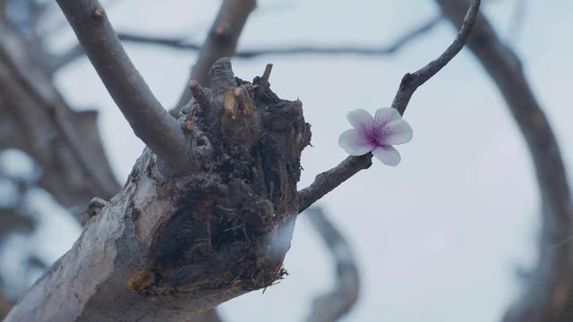 将夜2各演员的角色，《将夜2》归来