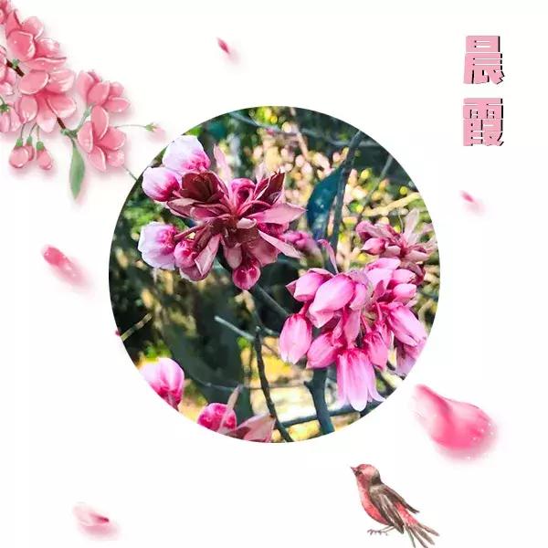 野生吊钟花什么时候开花，吊钟花结果吗（鲜艳的春节红已提早报春）