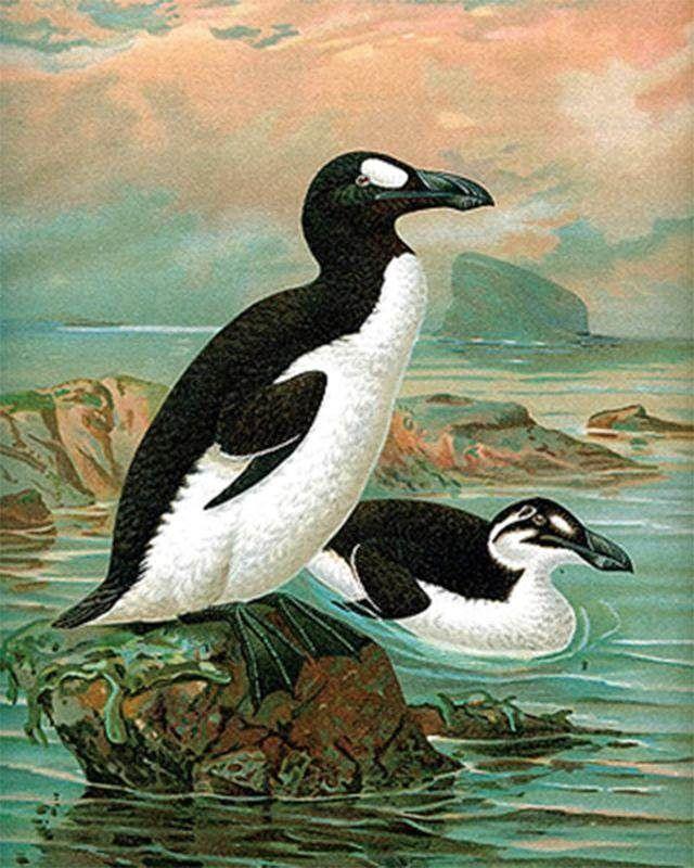 北极熊在南极还是北极，企鹅生活在南极还是北极（它们为何要在极地生存）