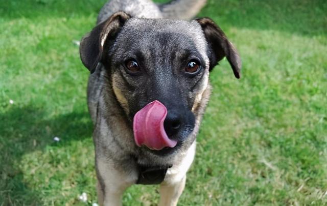 梦见和狗打架是什么意思，梦到和狗打架是什么意思（狗狗和其他狗狗打架主人的正确处理方式）