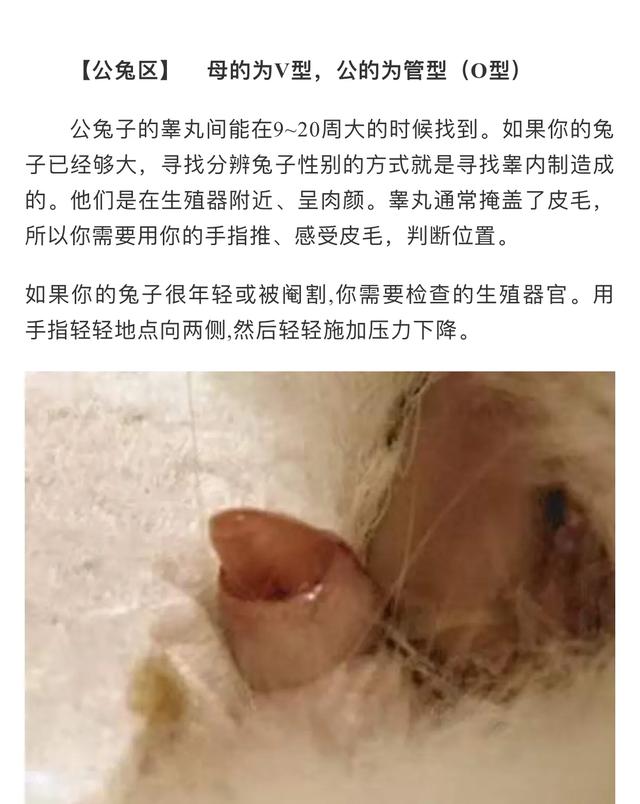 幼兔怎么分辨公母，兔子公母最好认的方法（如何区别家兔公母）