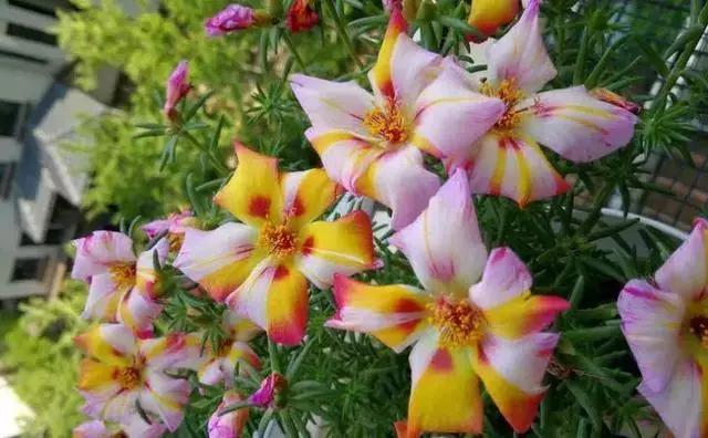 绿萝好养吗,绿萝怎样栽培(绿萝竟然排在倒数第1) 绿萝好养吗,绿萝怎样栽培(绿萝竟然排在倒数第1)