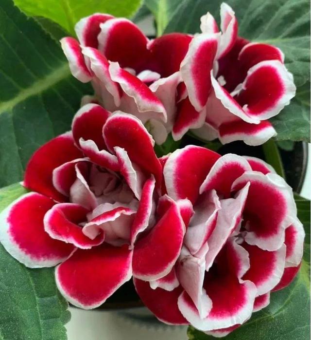 鸟尾花的繁育管理，鸟尾花 花期（30种耐阴花）