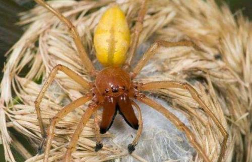 8种毒蜘蛛千万别碰，盘点世界十大最毒蜘蛛（世界十大毒性最强蜘蛛）