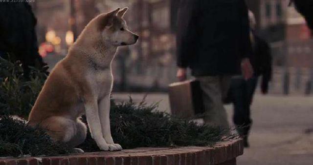 秋田和柴犬的区别有哪些，秋田犬和柴犬的区别是什么（它们俩有何不同之处呢）