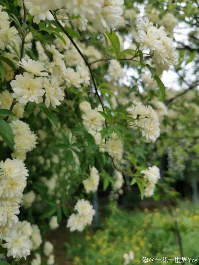 一梦两三年一花一世界网名，一梦两三年一花一世界微信昵称（千年的紫藤树···5种花越老越值钱）