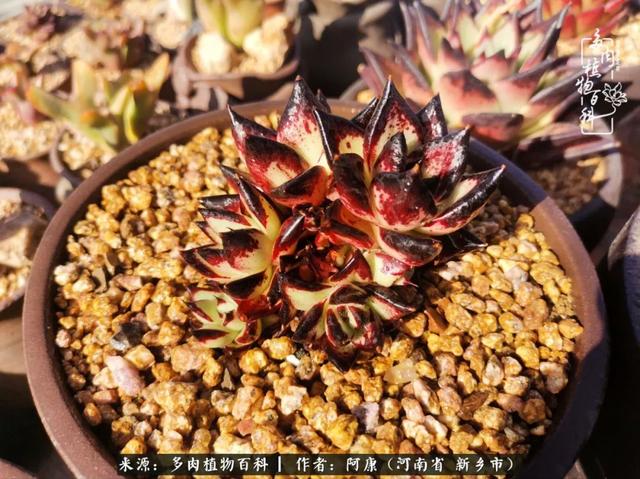 2021九·一八事变是多少周年，2021年是九一八事变的几周年（献给2021最好的春天）