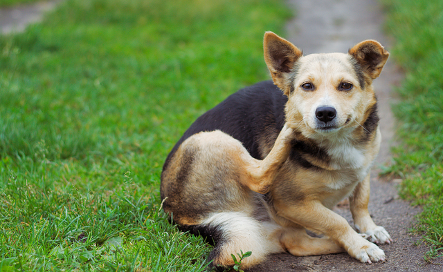 狗长藓怎么办，狗狗长藓怎么办（狗子身上起癣要怎么治）